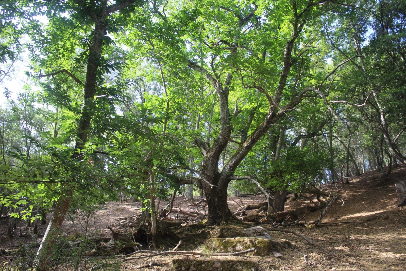 Ruta de senderismo por el Castañar de Valdeazores en Despeñaperros