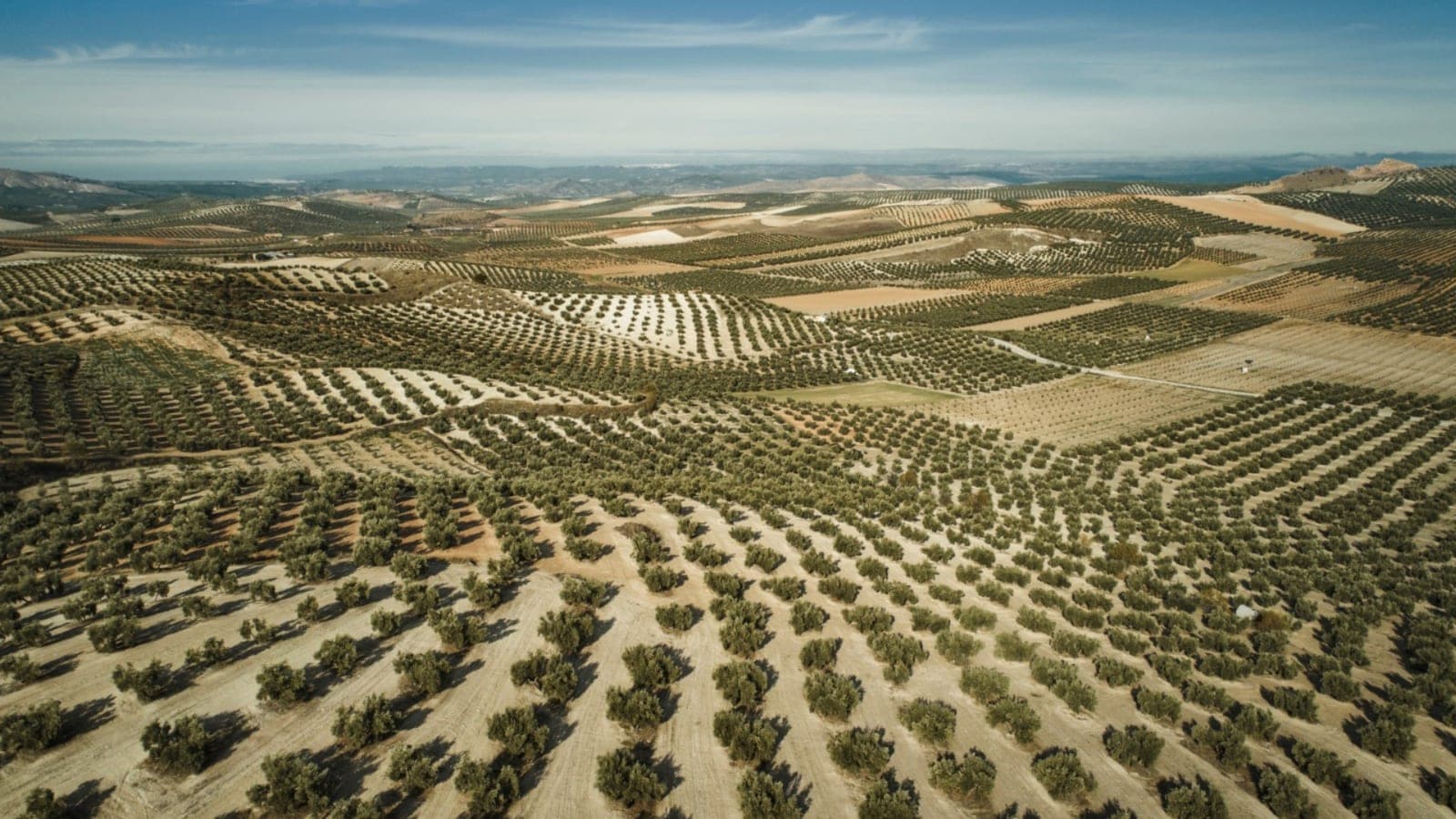 Visita a la almazara Carrasqueño con cata y museo del aceite en Alcaudete